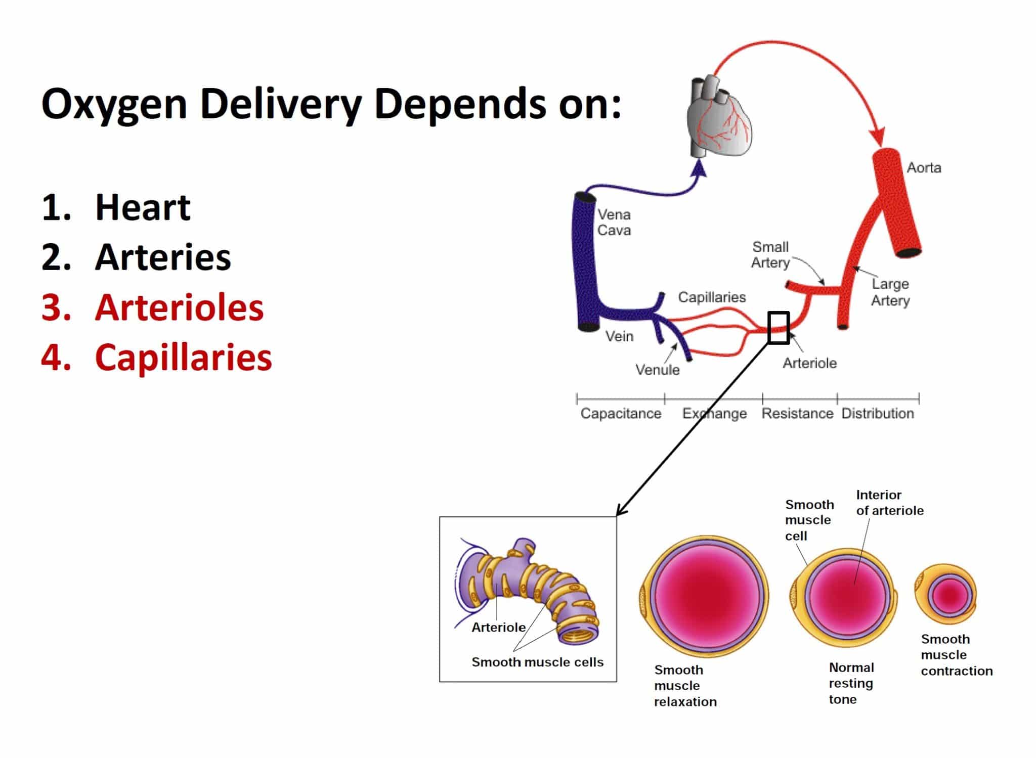 Oxygen delivery in the body depends on adequate capillary, microcirculatory blood flow